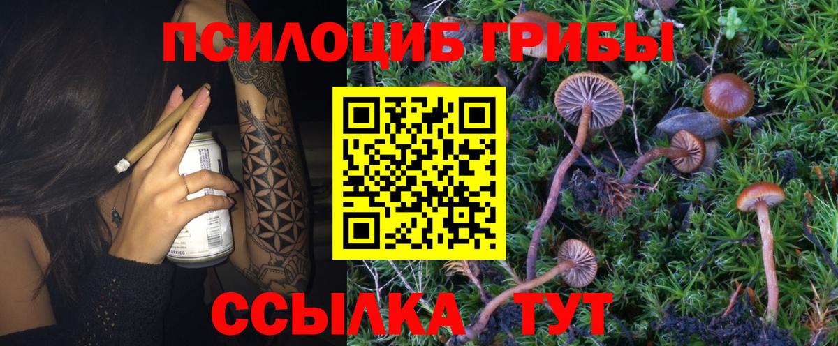 Псилоцибиновые грибы мицелий  Псилоцибиновые грибы прущие грибы  Вход с VPN  Черняховск 
